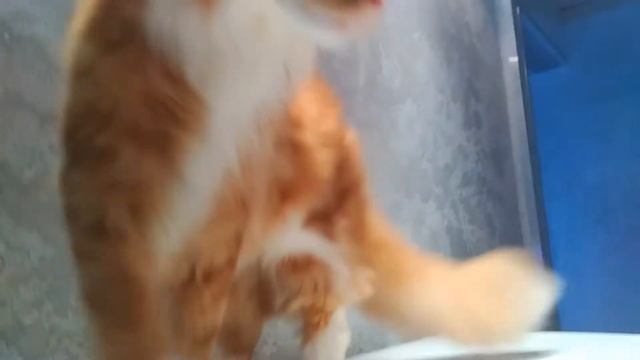 Мейн кун Степа и кот Тихон. Ритуал кошачьей красоты