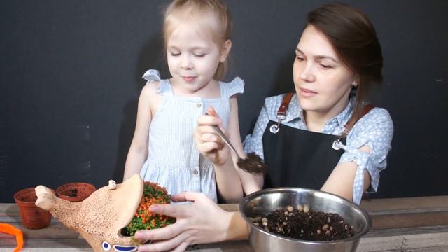 Посадка Нертеры в фигурное кашпо 