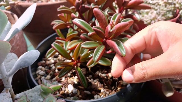 Peperomia Graveolens 