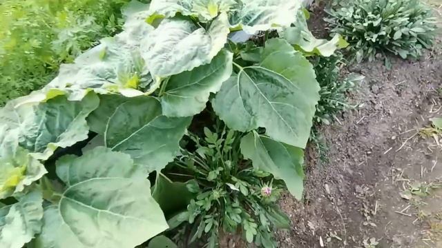 Новая причёска у чеснока для крупной головки. Посев дайкона, редьки, редиса. Хроники летнего дня смотреть онлайн