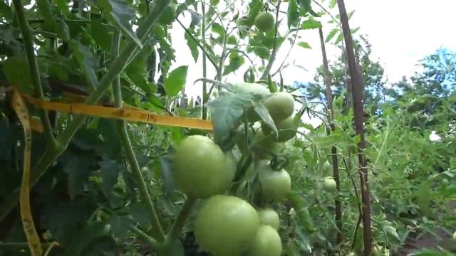 10 гр ЭТОГО в АВГУСТЕ под корень, и помидоры красные как Арбуз ТОМАТЫ СРАЗУ ПОКРАСНЕЮТ. смотреть онлайн
