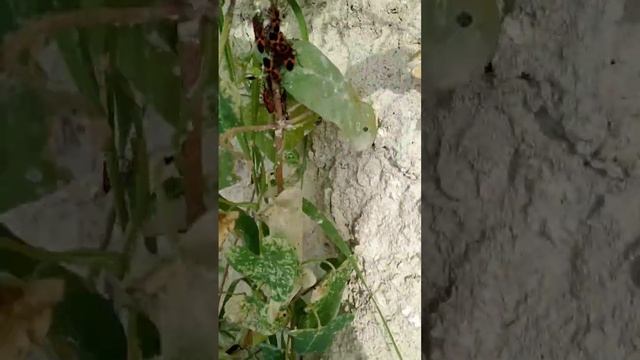 Клоп-солдатик, краснокло́п бескрылый. смотреть онлайн