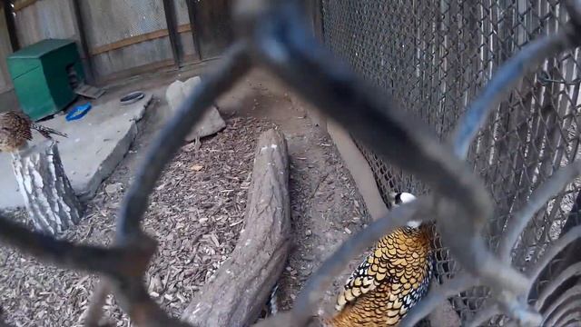 Рябой светло-коричневый фазан с белой головой и чёрной полосой на уровне глаз - в зоопарке смотреть онлайн