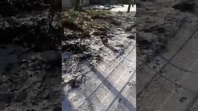 Первое видео! Гуляем! Такса Локки смотреть онлайн