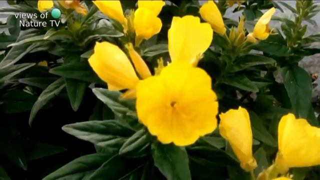 Жёлтые цветы на клумбе - вечернее распускание смотреть онлайн