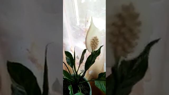 WhatsApp Video 2022 07 22 at 13 12 39 смотреть онлайн