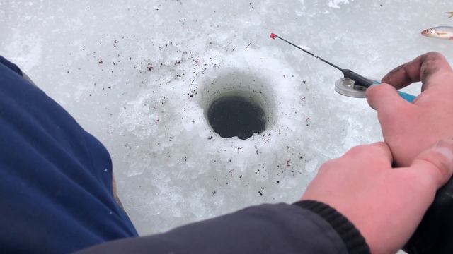 Рыбалка на МОРМЫШКУ в Декабре / Наловили МНОГО Рыбы смотреть онлайн