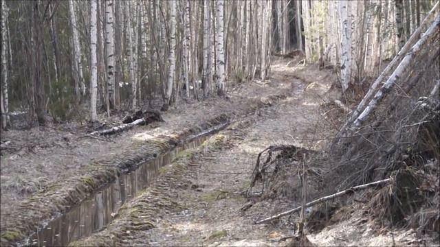 Русская гончая Вулкан 11 месяцев вл. Шатров В.А.  