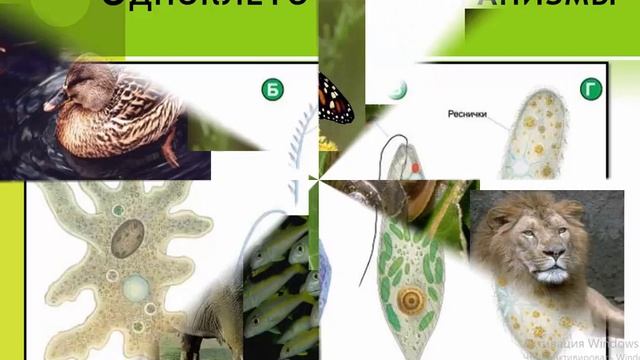 Биосфера - живая оболочка Земли смотреть онлайн