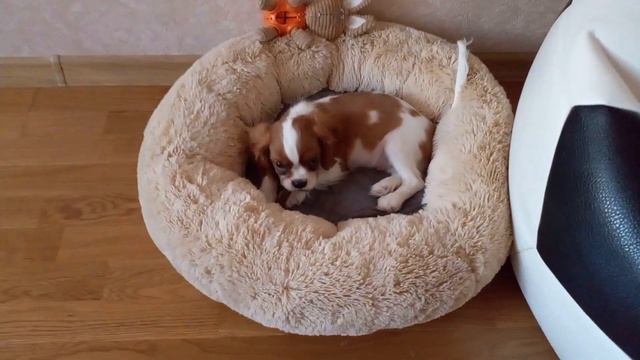 @Кавалер кинг чарльз спаниель. Я дома. 2,5 мес. Арчи. смотреть онлайн