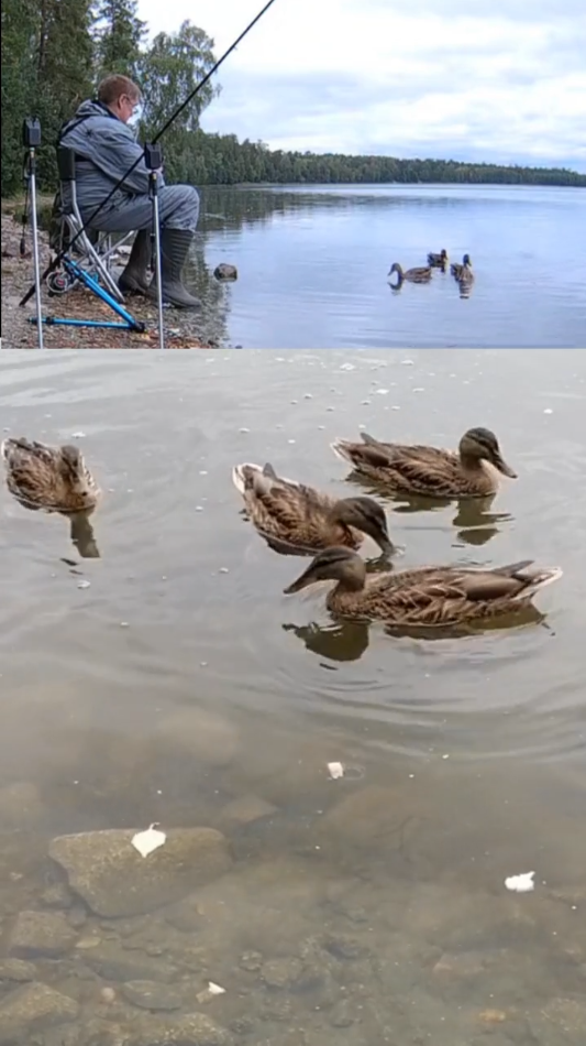 Кто смел, тот и съел! Дикие утки #shorts смотреть онлайн