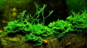 Яванский мох | Уход, содержание и размножение