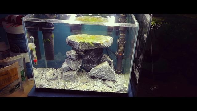 Аквариум для Sulawesi Shrimp.Часть 2.