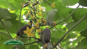 Огурец Балконный сорт Колибри   уникальный огурец нового сортотипа