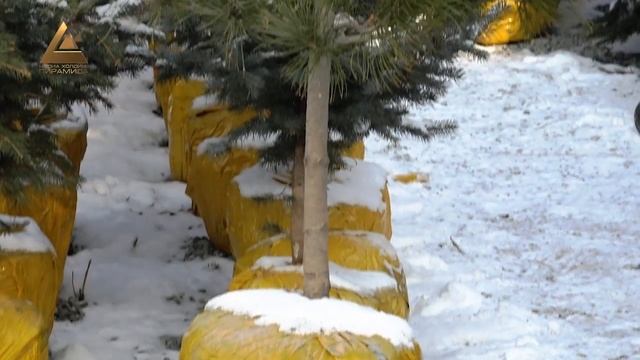 В столице начал свою работу елочный базар смотреть онлайн