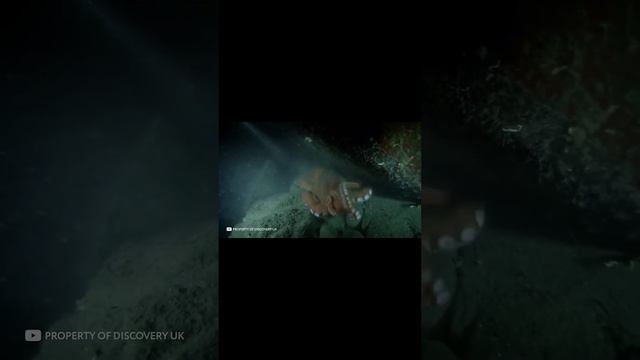 ГИГАНТСКИЙ Осьминог в Голубой Дыре #shorts смотреть онлайн