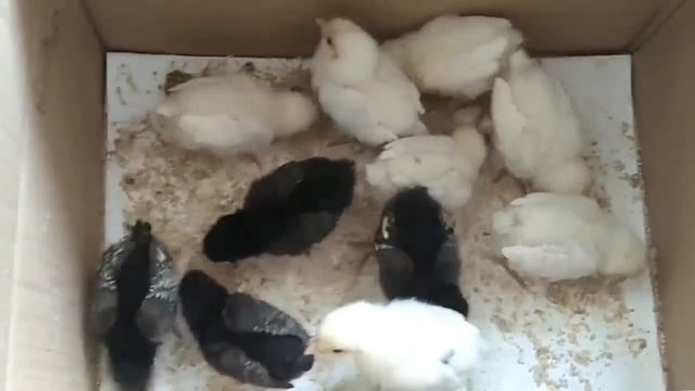 эксперимент ЦЫПЛЯТА от КРОССОВ ломан браун //результат инкубации 2ч. смотреть онлайн