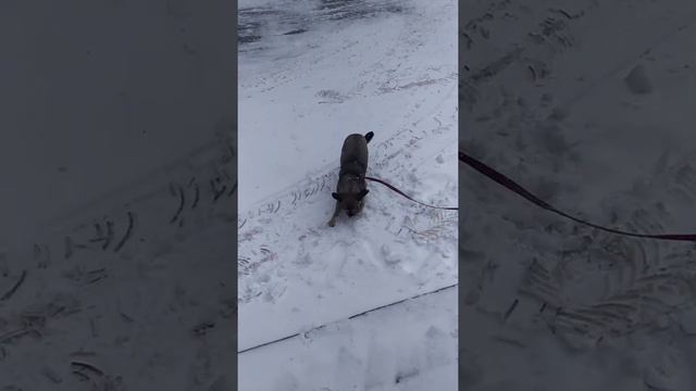 Дыня и снег 2 смотреть онлайн