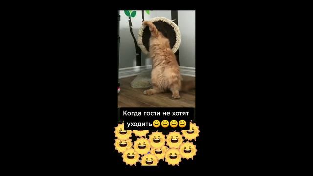 Котики #25 Милые домашние котики #приколы #кошки #коты #коты озвучка #подборка #смешные коты смотреть онлайн