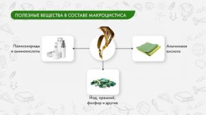 Биология 7 класс. Бурые и красные водоросли