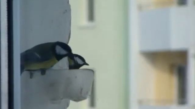 Три синицы за окном