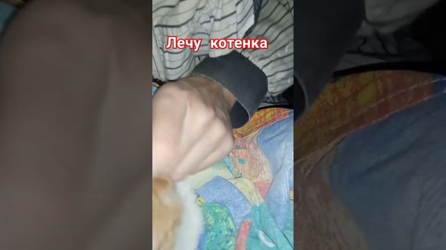 Лечу глазки котенка Цыпленка. Вирусная инфекция. Ринотрахеит. Приют Петербург смотреть онлайн