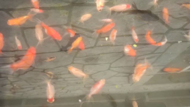 Первый улов из бассейна. Мальки золотой рыбки.#прудсвоимируками #золотыерыбки #золотовпруду смотреть онлайн