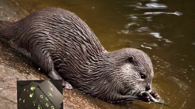 Оракул Земли Алёны Полынь. Взаимодействие с Духами Животных. смотреть онлайн