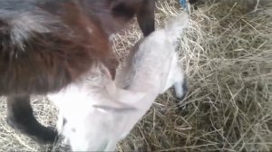 Кормление козлят: кашка для малыша и т.д. How to feed the kids