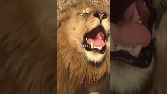 САМЫЕ ОПАСНЫЕ ЖИВОТНЫЕ В МИРЕ смотреть онлайн