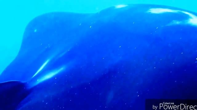 Дайвинг на Бали . Манты, морской дьявол. Загадочные морские существа Манты смотреть онлайн