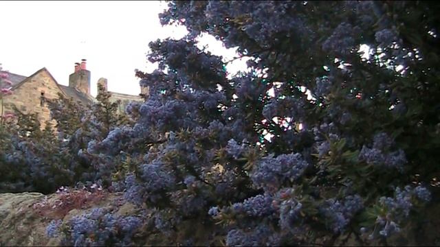 Californian Lilac / Ceanothus