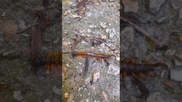 Сколопендра - очень опасное крымское насекомое. Но очень полезное! смотреть онлайн