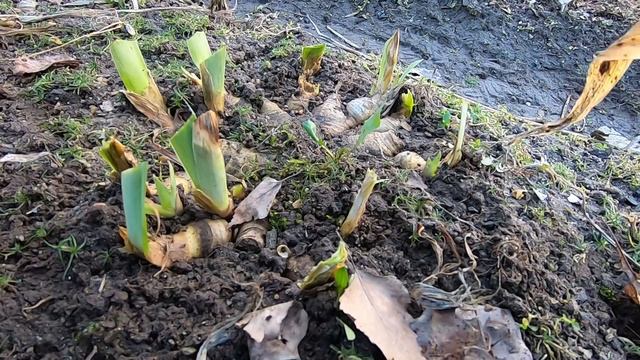 ИРИСЫ. Весенний уход,подкормка,защита от болезней и ирисовой мухи.