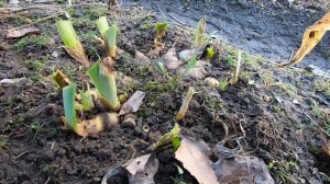 ИРИСЫ. Весенний уход,подкормка,защита от болезней и ирисовой мухи.