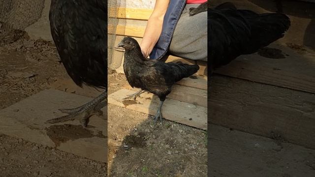 Порода кур Ухейилюй. смотреть онлайн