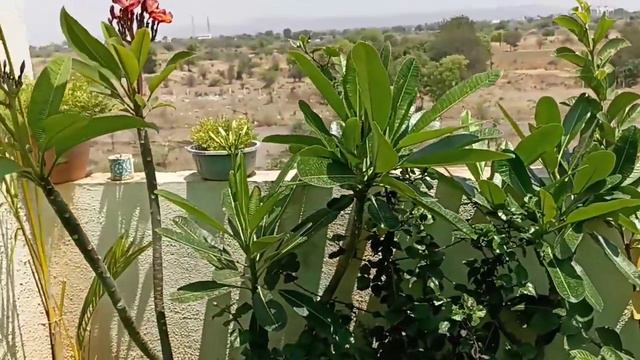 Plumeria/champa plant /care and propagation смотреть онлайн
