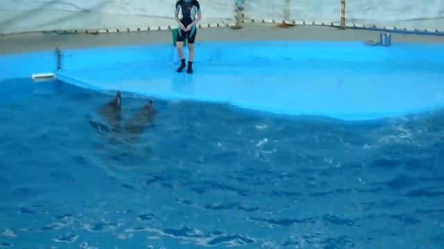Дельфин зажигает!!! смотреть онлайн
