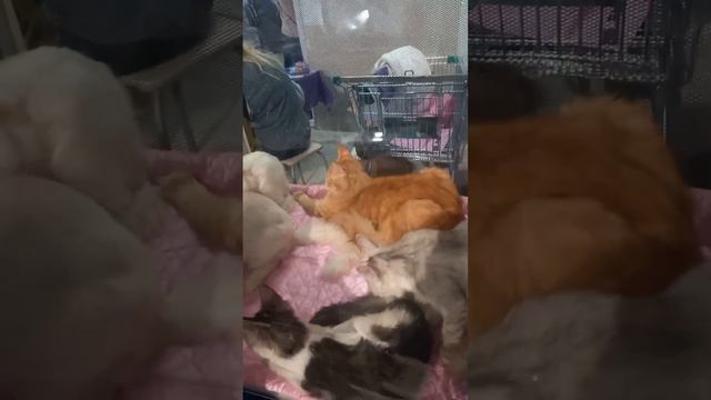 Выставка кошек 🐱 смотреть онлайн