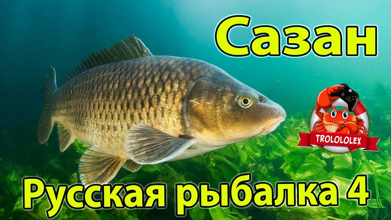 Русская рыбалка 4 Фарм Сазан трофей смотреть онлайн