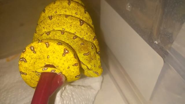 Green tree python update смотреть онлайн