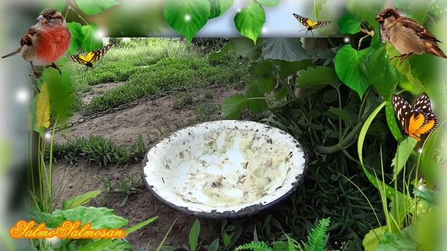 birds - Passer domesticus - Домовый воробей смотреть онлайн