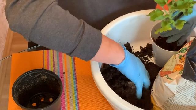 Пересадка пеларгонии королевской смотреть онлайн