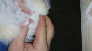 КАК ОПРЕДЕЛИТЬ ПОЛ КРОЛЬЧАТ В МЕСЯЧНОМ  ВОЗРАСТЕ!!