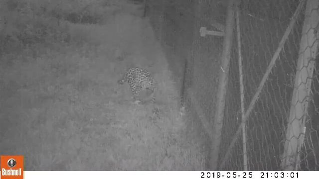 Чем питается дальневосточный леопард смотреть онлайн