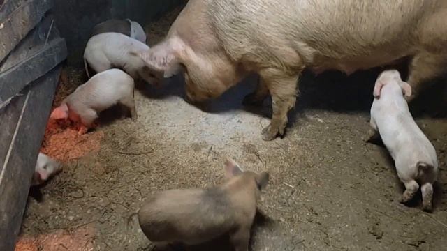 Кто виноват в случившемся ? Извлекайте уроки из этого видео и не делайте так никогда !