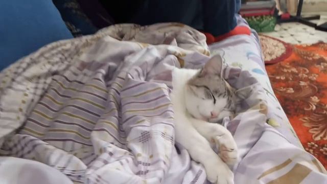 Ну привет я твоя кошка смотреть онлайн