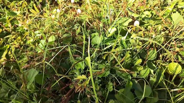 Волшебная травка :) смотреть онлайн