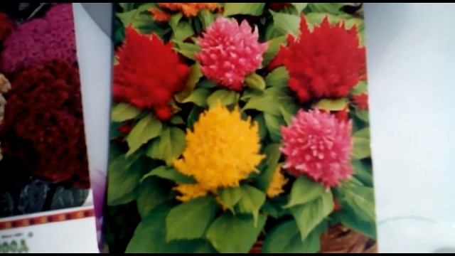 Целозия.  Секреты выращивания. Посадка и уход