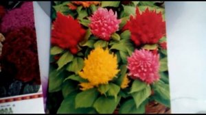 Целозия.  Секреты выращивания. Посадка и уход